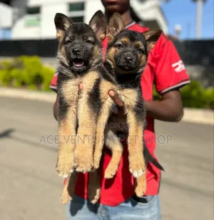 Photo - 1-3 months Male Purebred German Shepherd