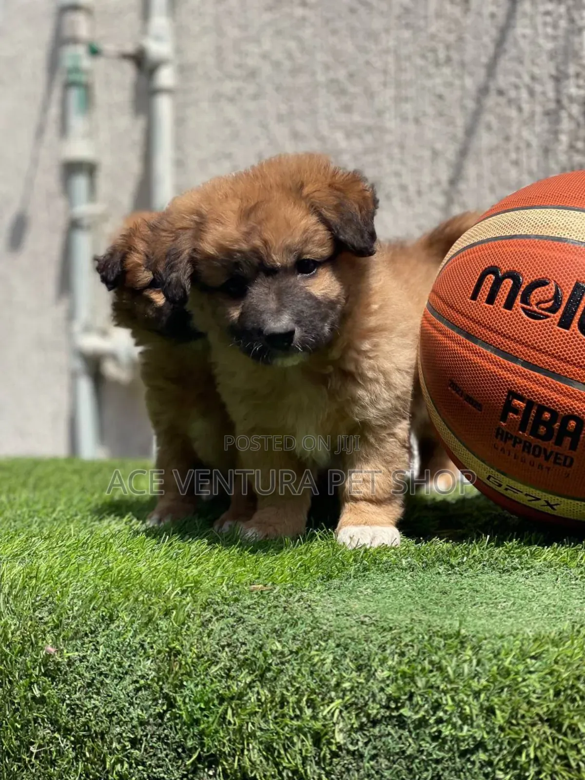 1-3 months Male Mixed Breed Pomeranian