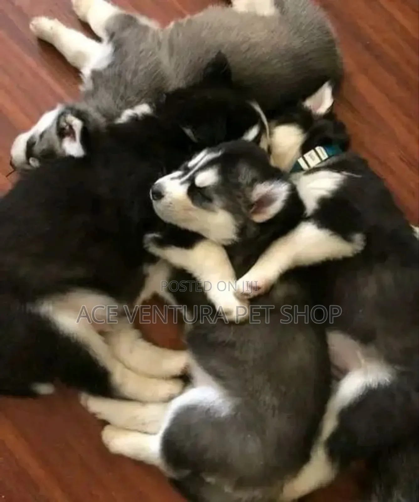 1-3 months Male Purebred Siberian Husky