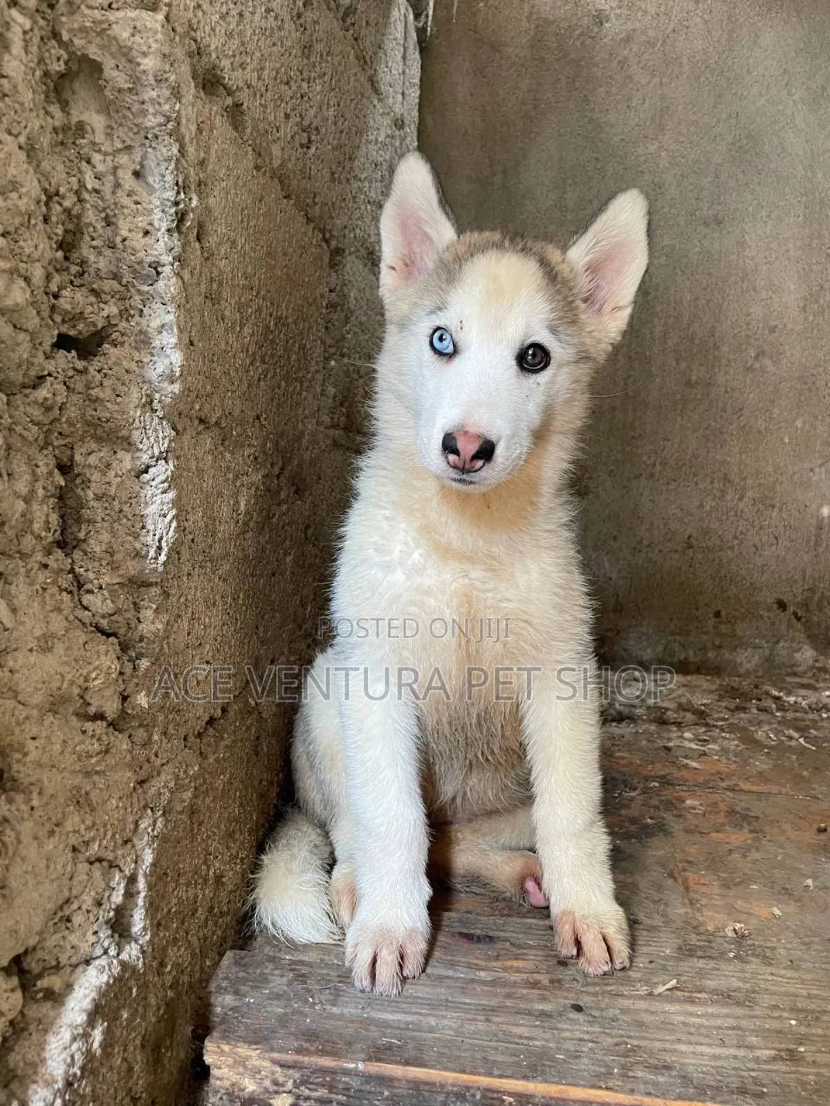 1-3 months Male Purebred Siberian Husky