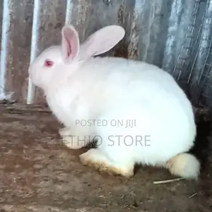 Photo - Adult Rabbit for Sell With Affordable Price