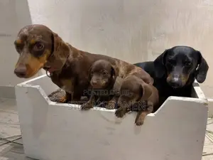 1-3 months Male Purebred Dachshund