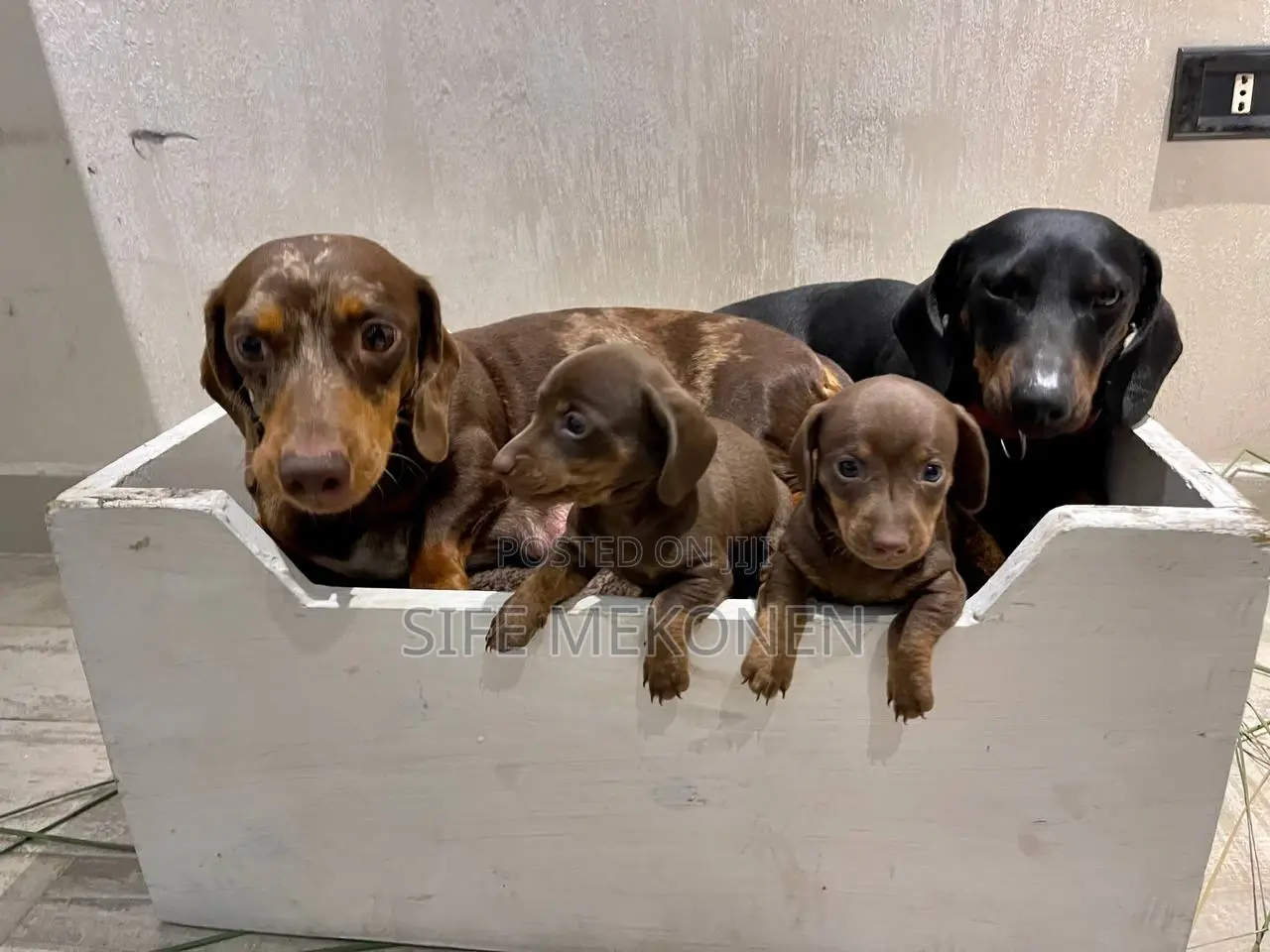 1-3 months Male Purebred Dachshund