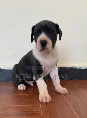 Photo - 1-3 months Male Purebred Great Dane