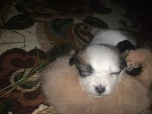 Photo - 1-3 months Male Purebred Maltese