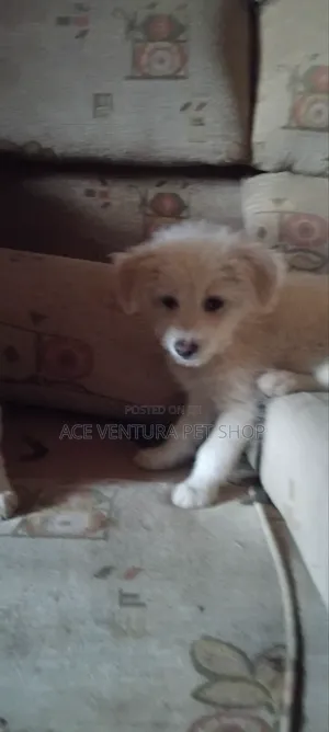 Photo - 1-3 months Male Purebred Maltese