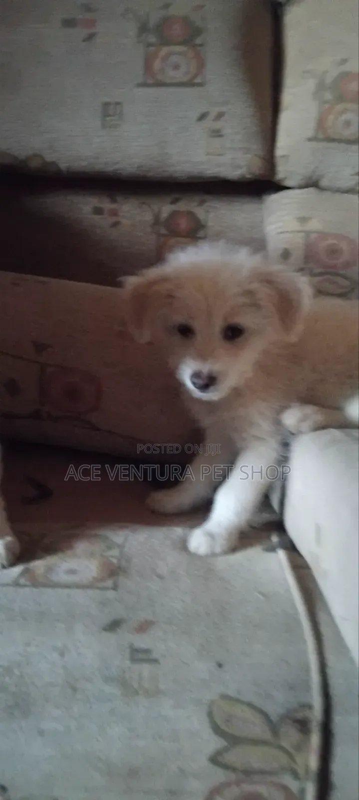 1-3 months Male Purebred Maltese