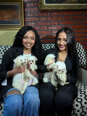 1-3 months Male Purebred Maltese