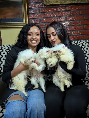 1-3 months Male Purebred Maltese