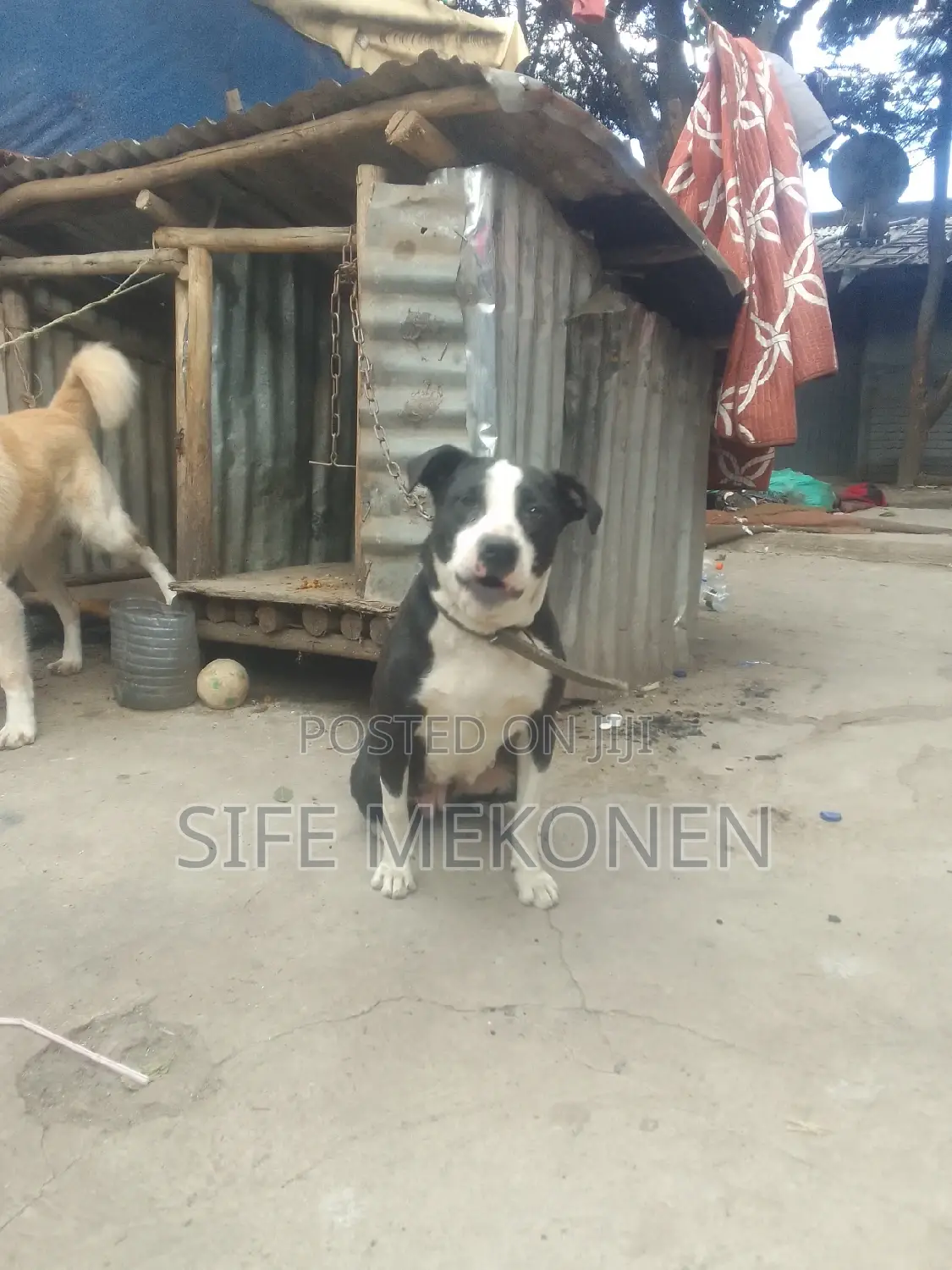 1+ year Female Purebred American Pit Bull Terrier