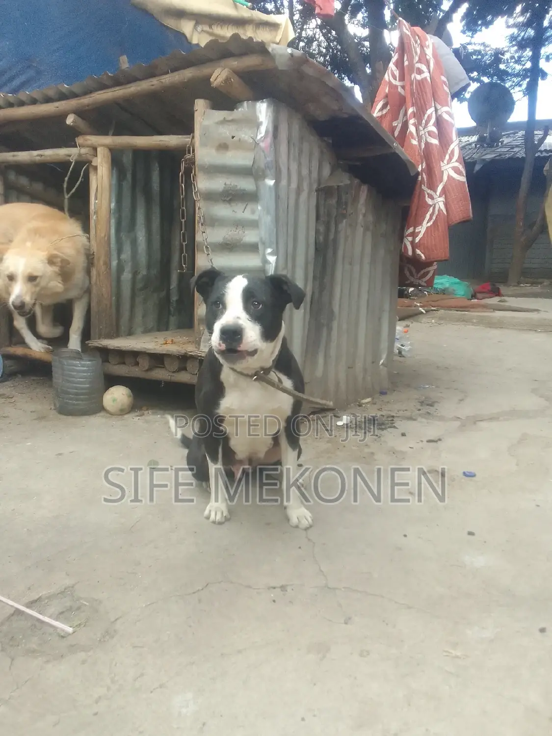 1+ year Female Purebred American Pit Bull Terrier