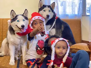 Photo - 1-3 months Male Purebred Siberian Husky