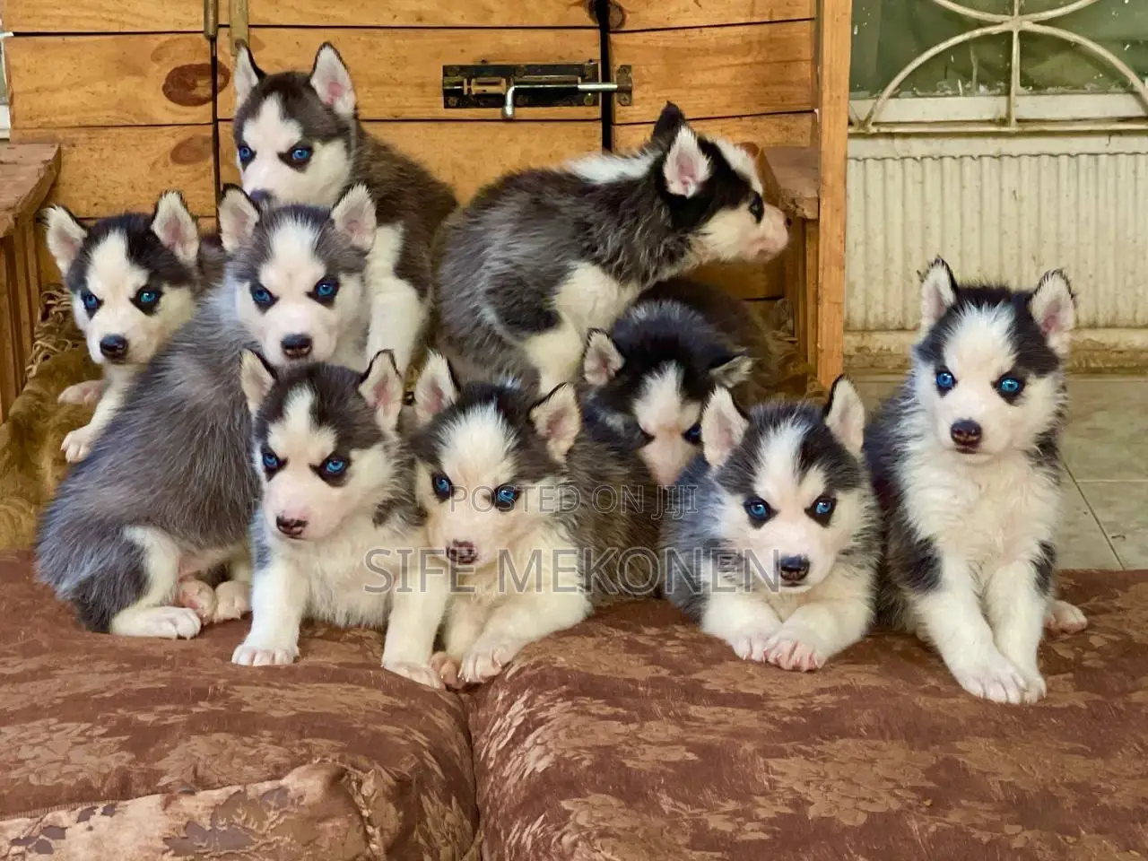 1-3 months Male Purebred Siberian Husky