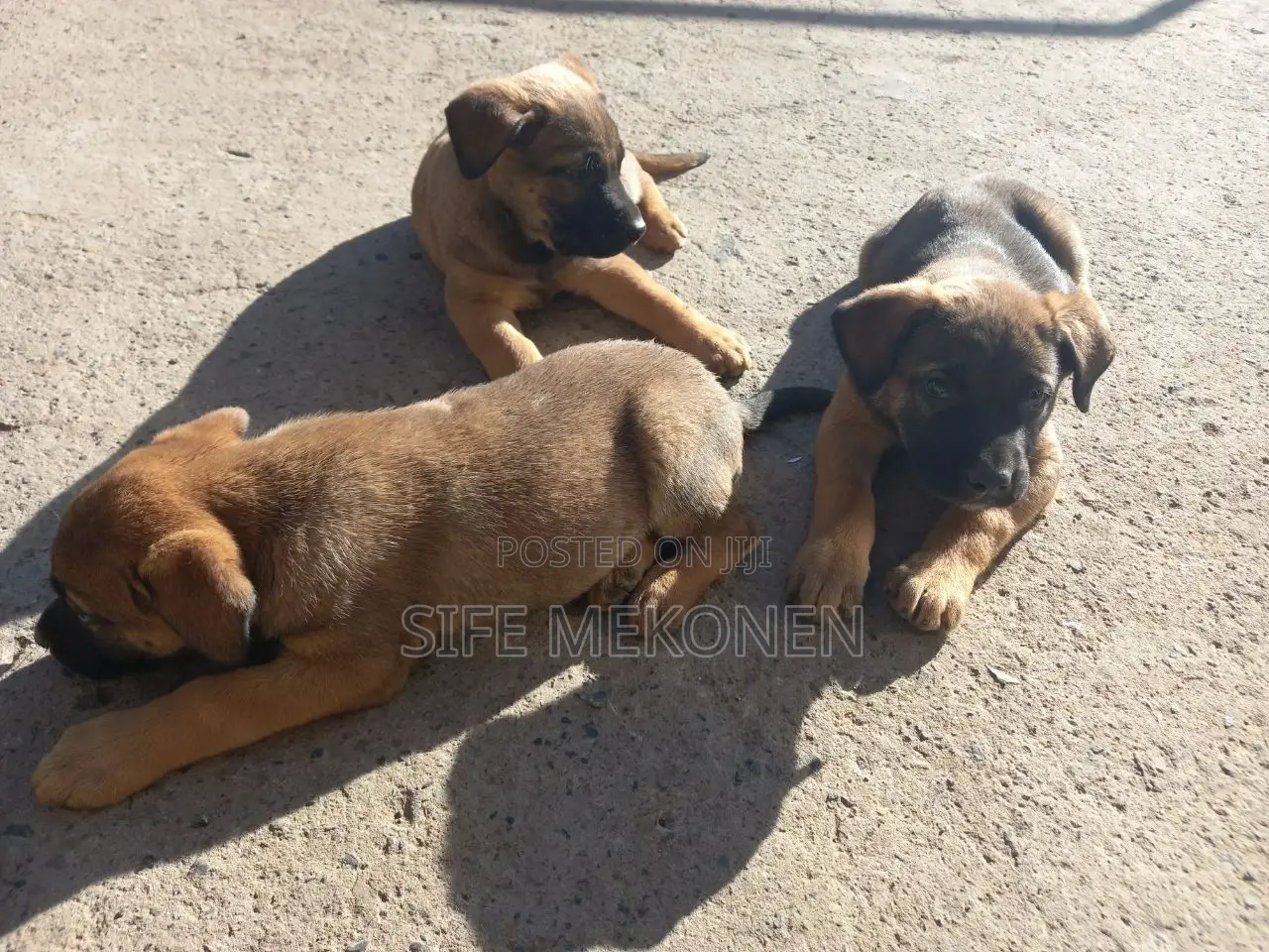 1-3 months Male Purebred Bullmastiff