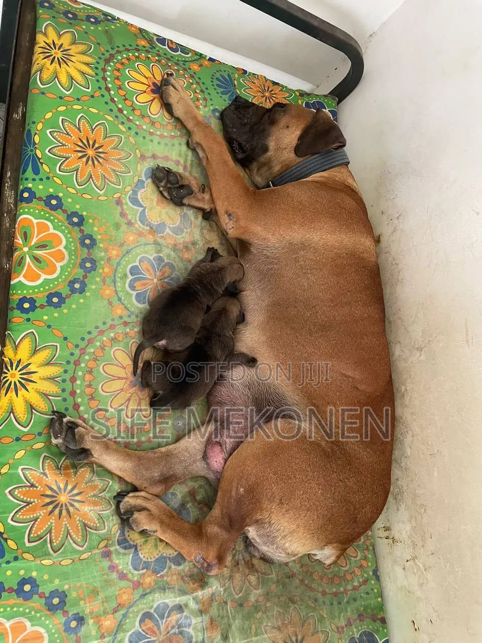 1-3 months Male Purebred Bullmastiff