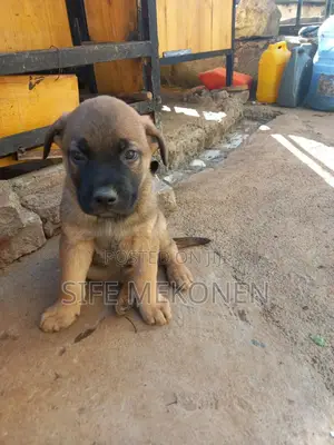 1-3 months Male Purebred Bullmastiff