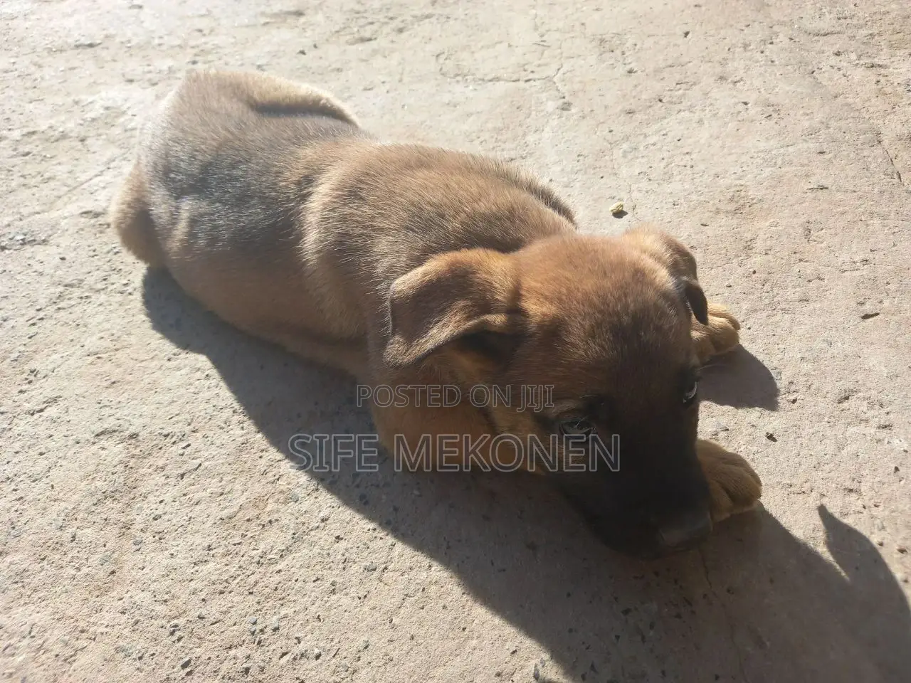 1-3 months Male Purebred Bullmastiff