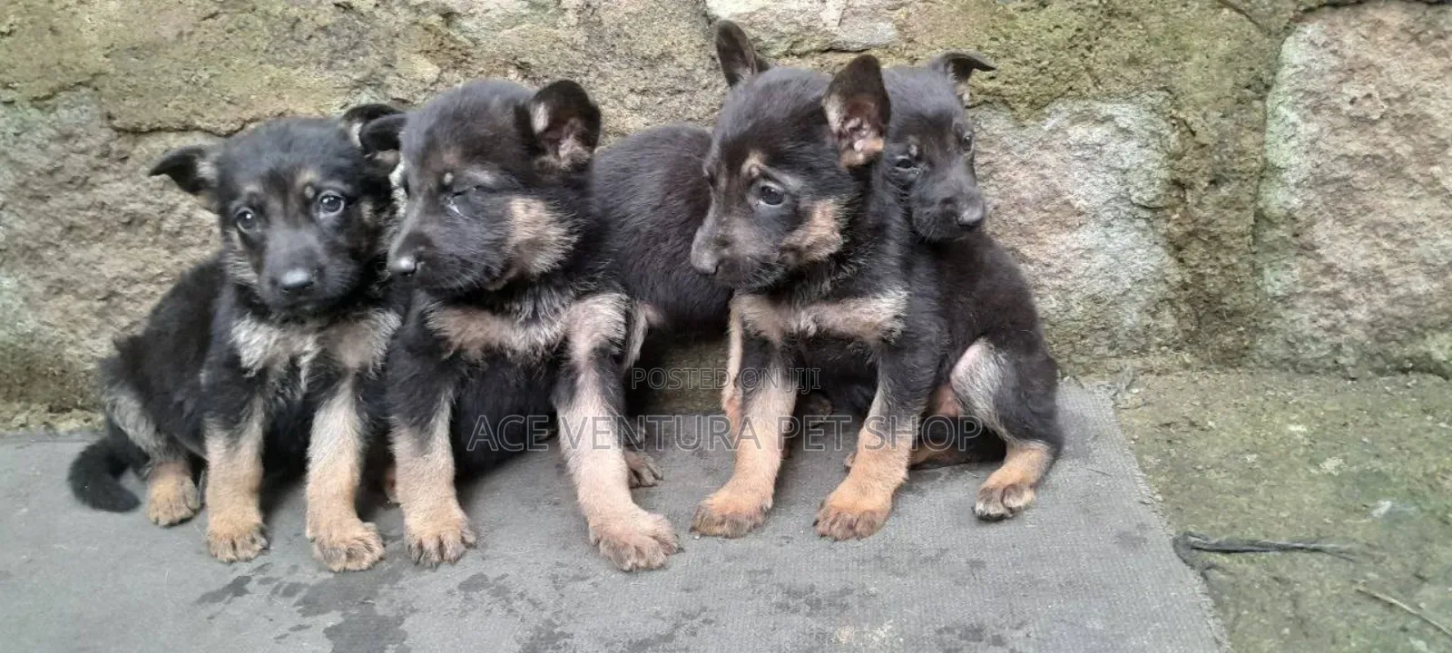 1-3 months Male Purebred German Shepherd