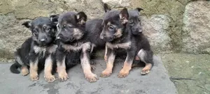 1-3 months Male Purebred German Shepherd