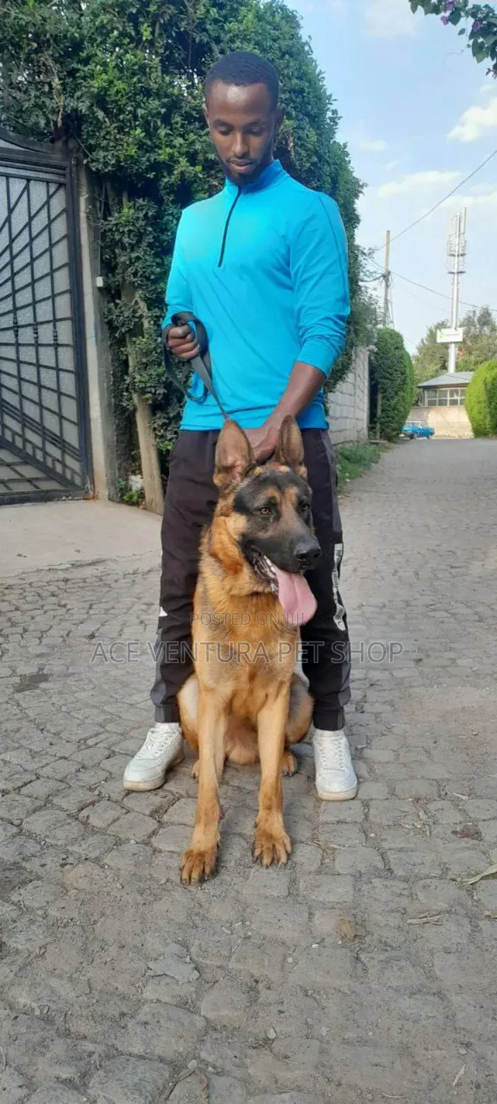 1-3 months Male Purebred German Shepherd