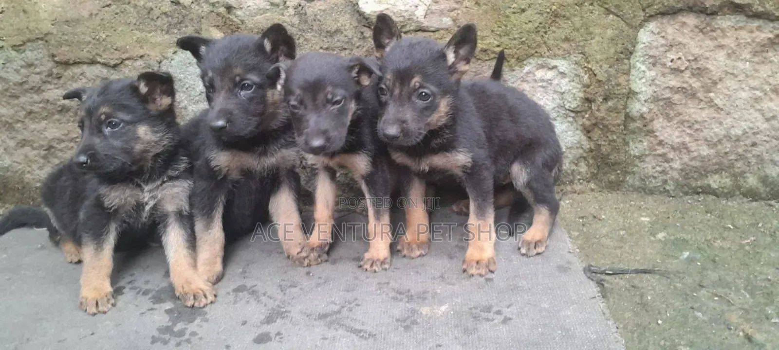 1-3 months Male Purebred German Shepherd