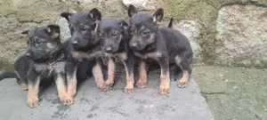 1-3 months Male Purebred German Shepherd