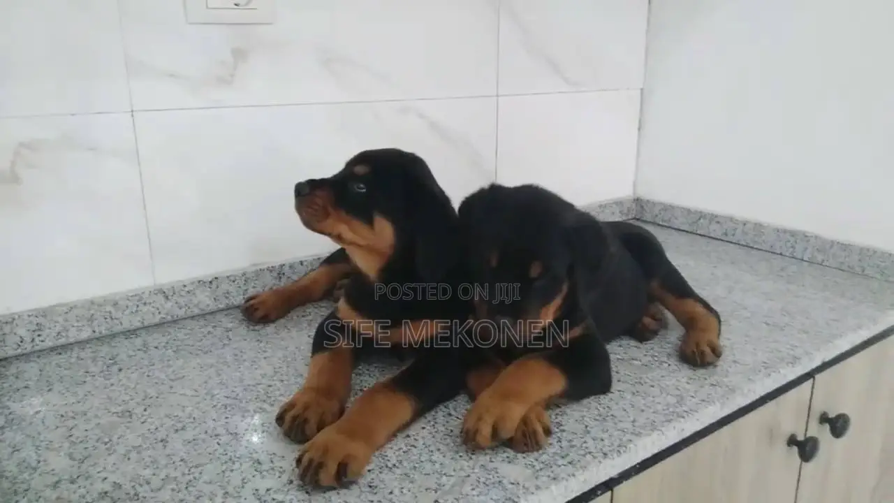 1-3 months Male Purebred Rottweiler