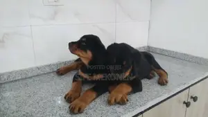 Photo - 1-3 months Male Purebred Rottweiler