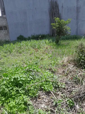 አስቸካይ የሚሸጥ ባታ