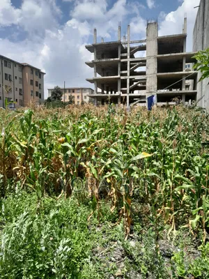 አስቸካይ የሚሸጥ ባታ