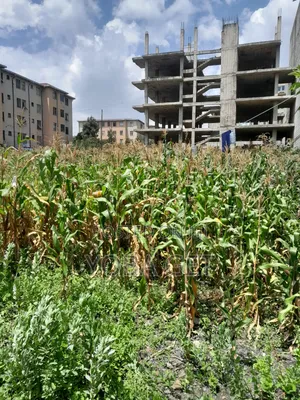 አስቸካይ የሚሸጥ ባታ