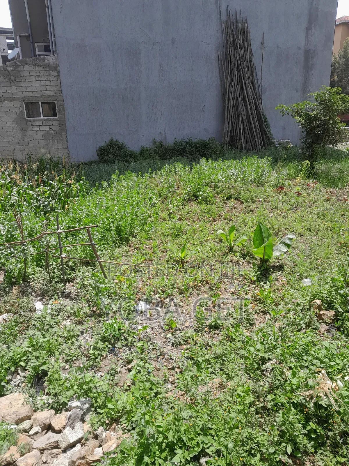 አስቸካይ የሚሸጥ ባታ