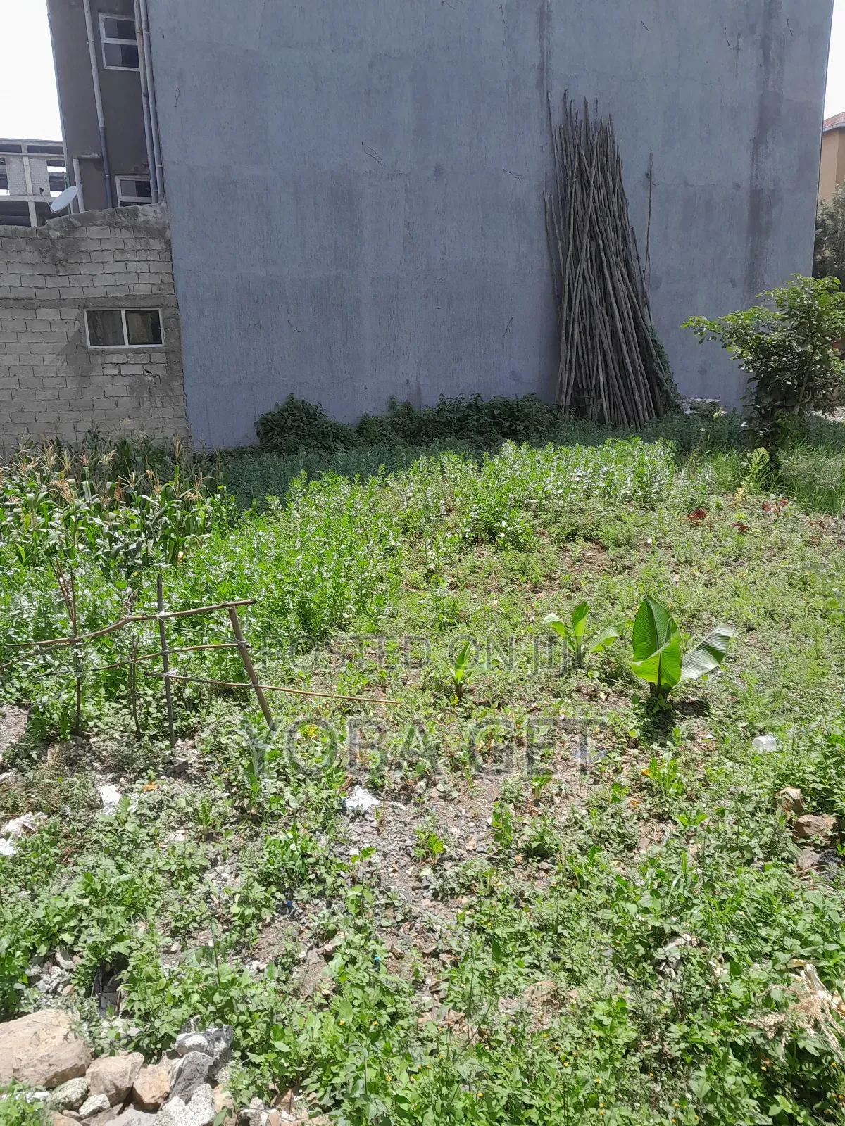 አስቸካይ የሚሸጥ ባታ