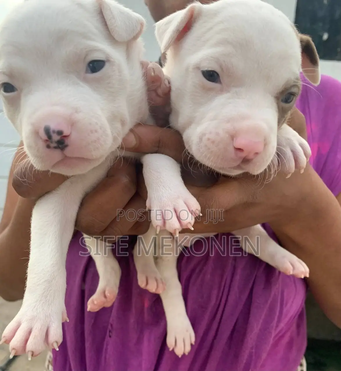 1-3 months Male Purebred American Pit Bull Terrier
