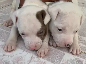 1-3 months Male Purebred American Pit Bull Terrier