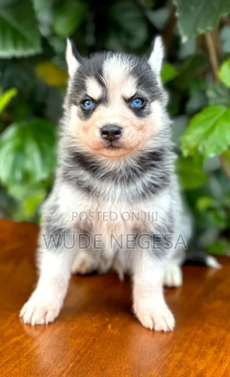 1-3 months Male Purebred Siberian Husky