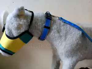 Dog Leash and Collar