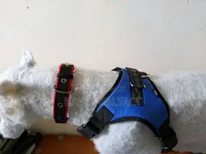 Dog Accessories