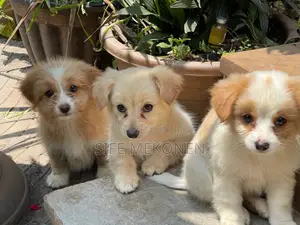 1-3 months Male Purebred Maltese