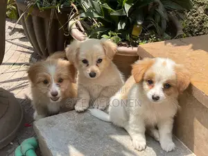 Photo - 1-3 months Male Purebred Maltese