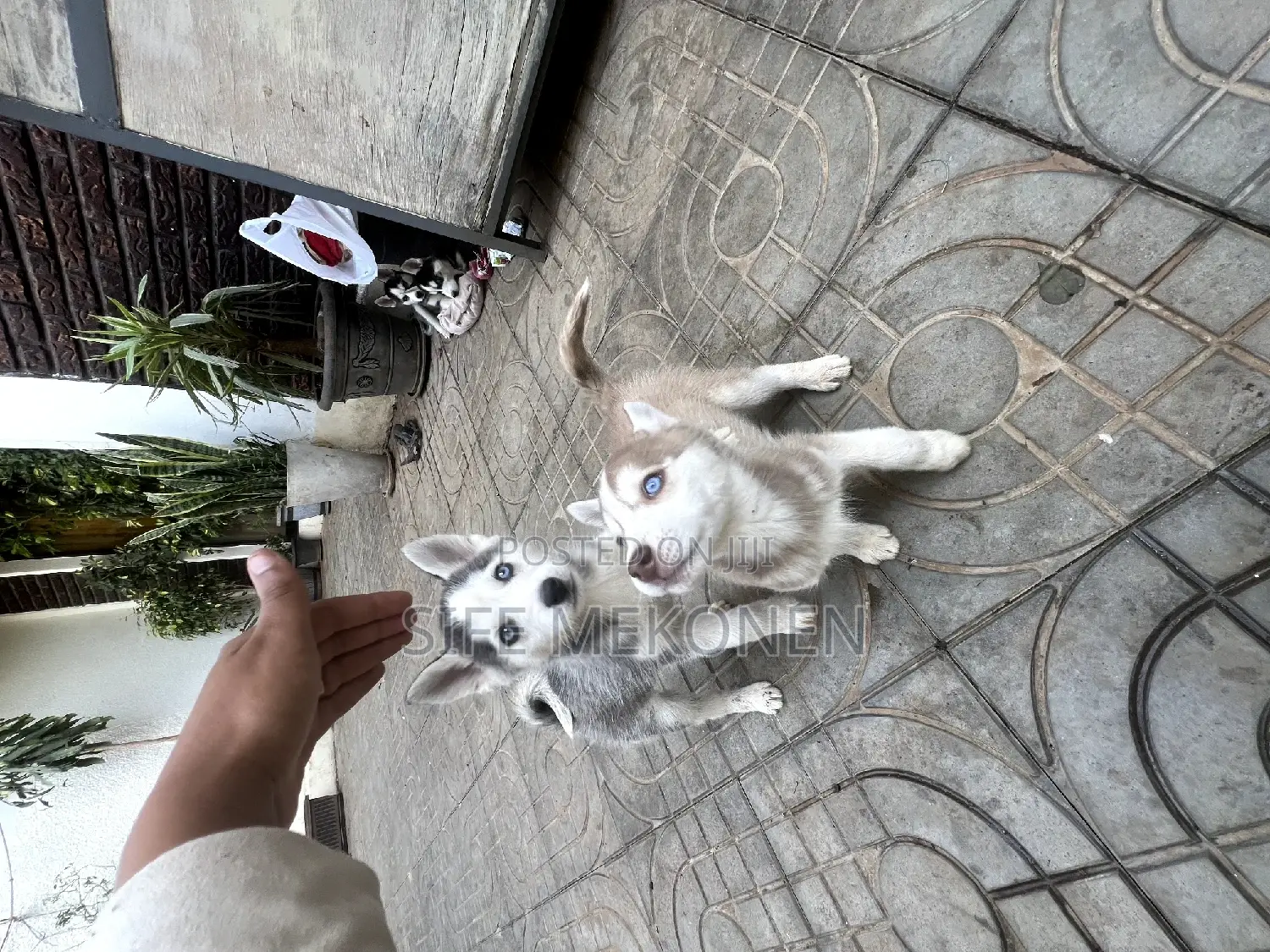 1-3 months Male Purebred Siberian Husky