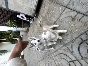 Photo - 1-3 months Male Purebred Siberian Husky