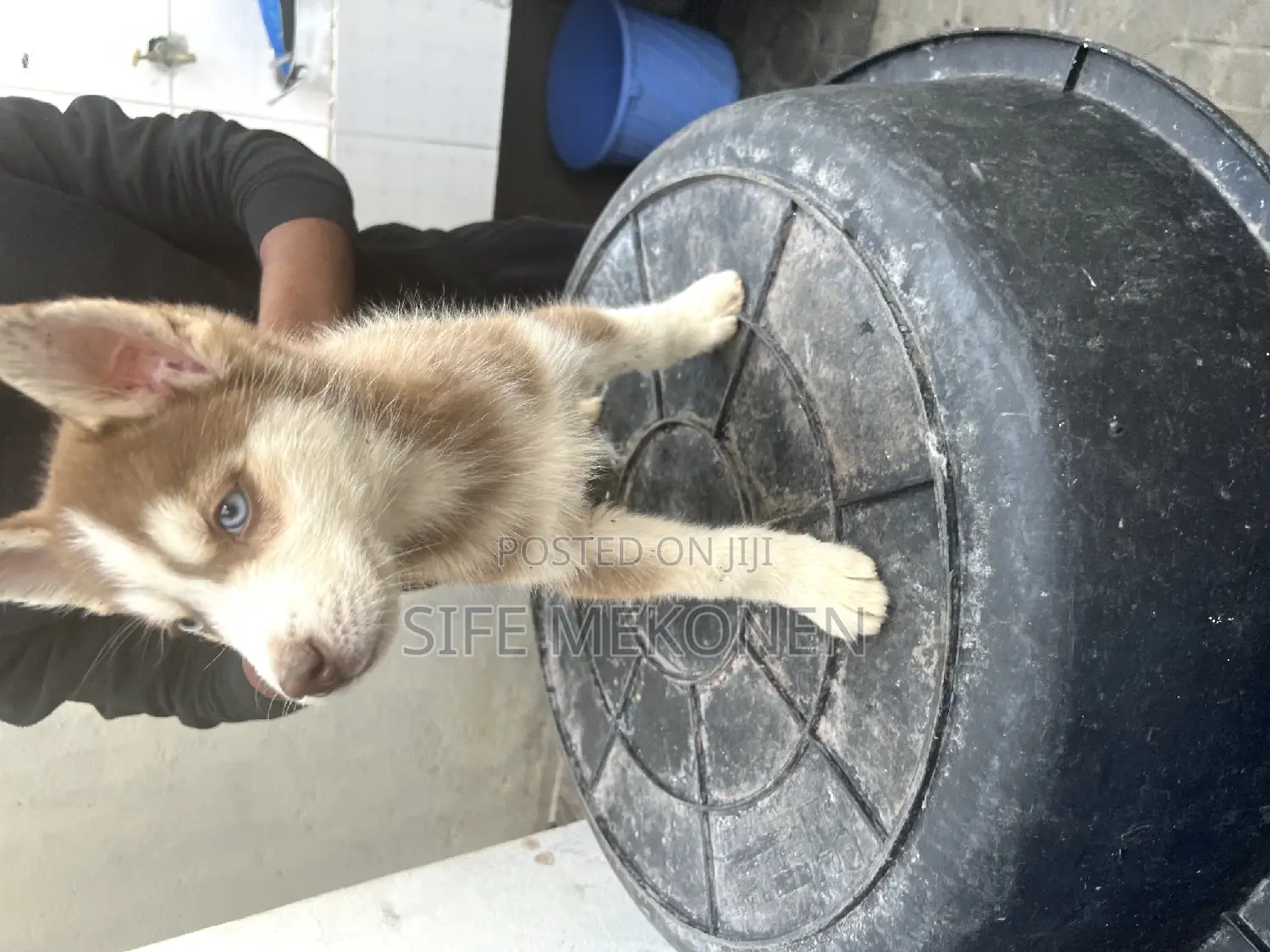 1-3 months Male Purebred Siberian Husky