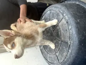 1-3 months Male Purebred Siberian Husky