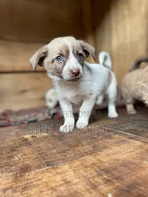 1-3 months Male Mixed Breed Maltese