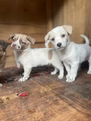 Photo - 1-3 months Male Mixed Breed Maltese