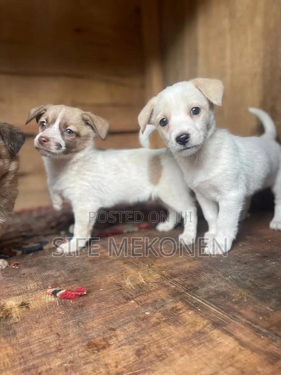 1-3 months Male Mixed Breed Maltese