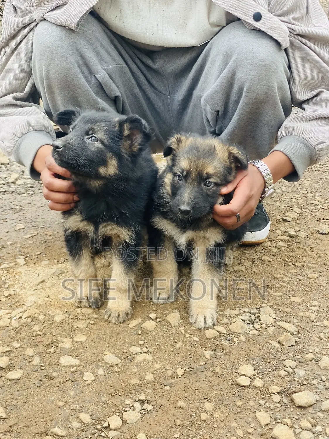 1-3 months Male Purebred German Shepherd