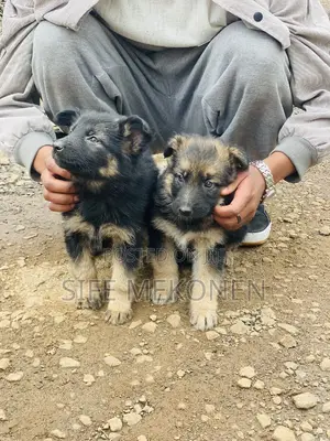 1-3 months Male Purebred German Shepherd