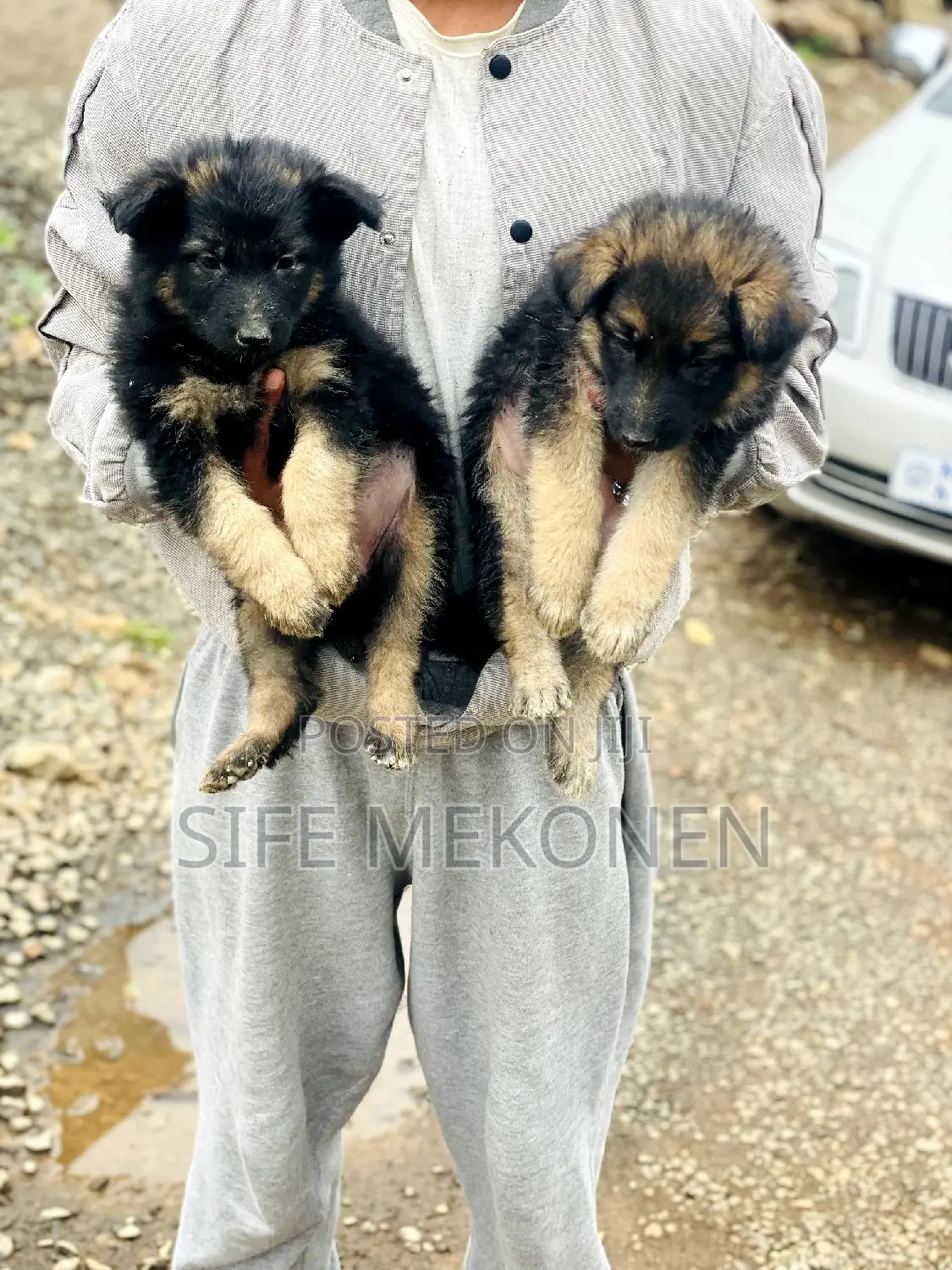 1-3 months Male Purebred German Shepherd